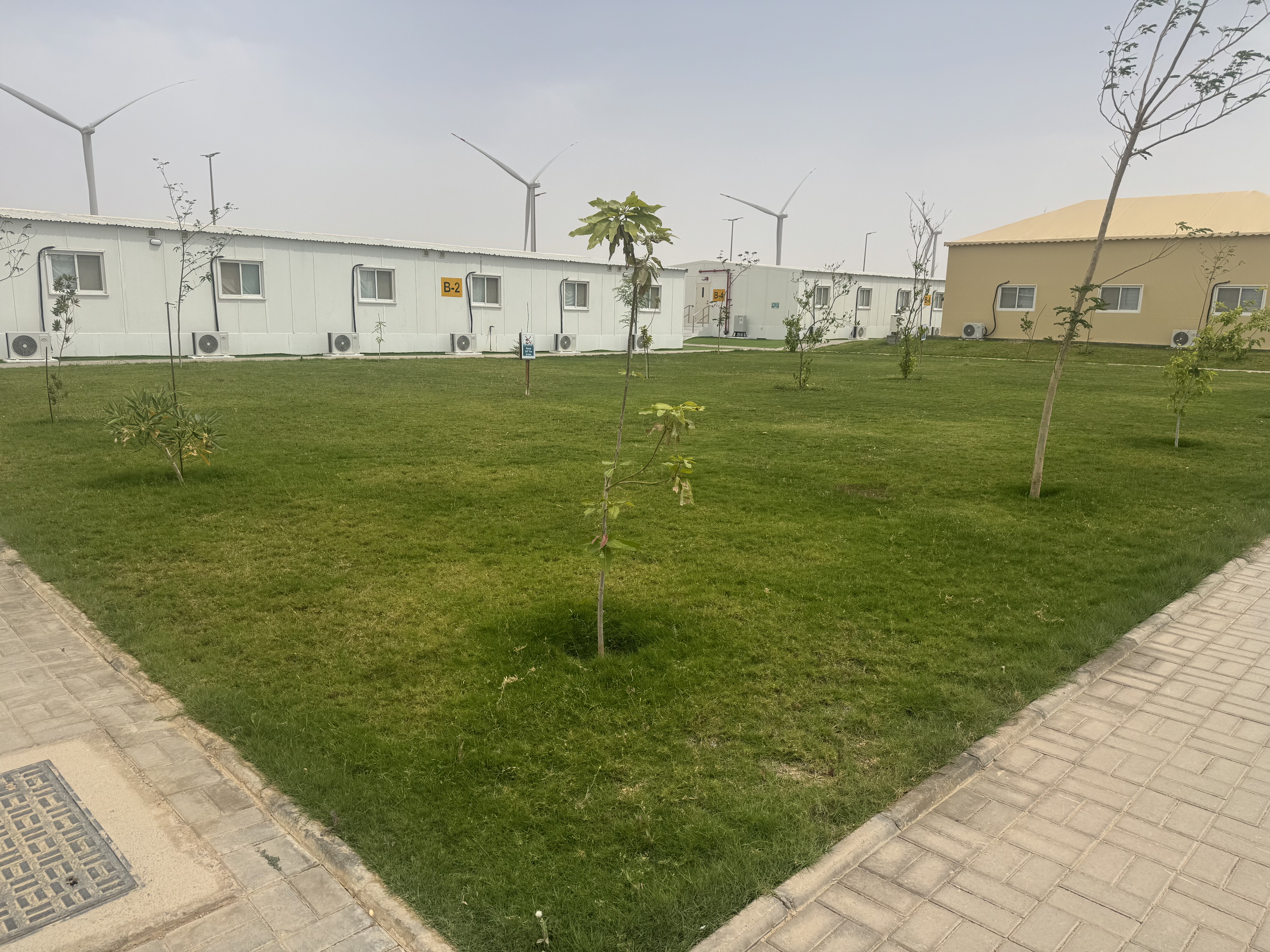 Tree & Shrub Care